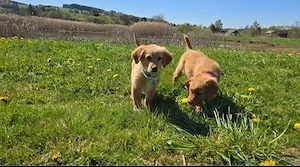 Golden Retriever-Mix Nova Scotia Duck Tolling Retriever Welpe