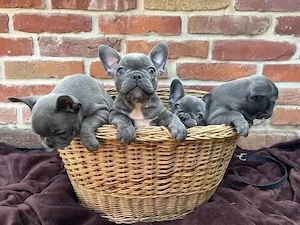 Super Französische Bulldogge welpen
