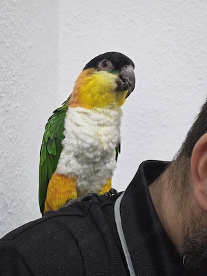 Weißbauchpapagei