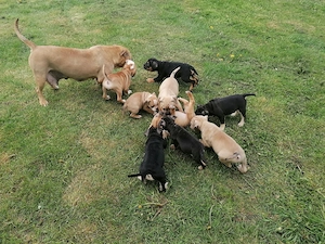 old english Bulldog Bild 2