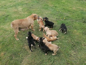old english Bulldog Bild 5