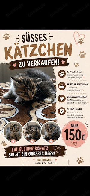  Süßes Kätzchen zu verkaufen 