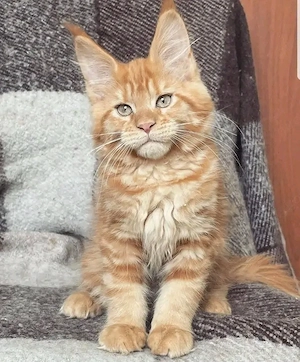 Energiegeladene Maine-Coon-Kätzchen