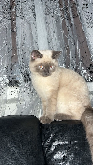 Siam Kater Simba sucht ein neues Zuhause  Bild 5