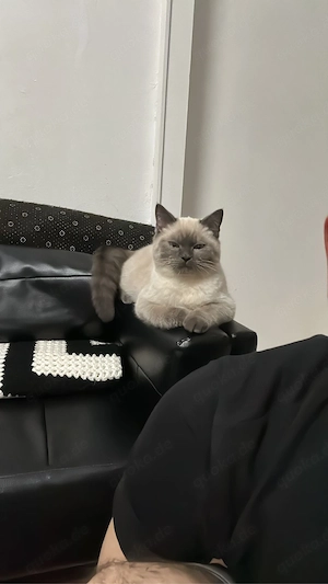 Siam Kater Simba sucht ein neues Zuhause  Bild 4