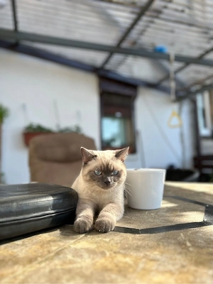 Siam Kater Simba sucht ein neues Zuhause  Bild 3