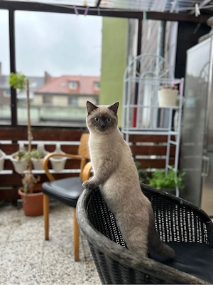 Siam Kater Simba sucht ein neues huhause 
