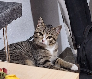 Schweren Herzens suche ich ein liebevolles neues Zuhause für meinen 7 Monate alten Kater Felix