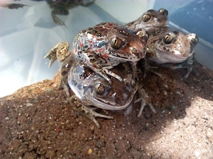 Knoblauchkröten P.fuscus 