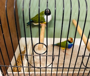 Schönes Pärchen Gouldamadinen Bild 2