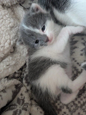 Super schöne Baby Katzen,mit extra schönen Fell