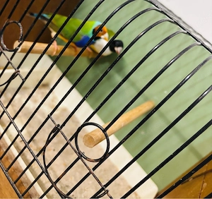 Schönes Pärchen Gouldamadinen Bild 3