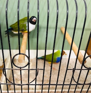Schönes Pärchen Gouldamadinen Bild 4