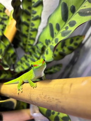 Große Madagaskar Taggeckos
