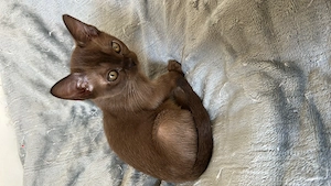 Burma Kitten 
