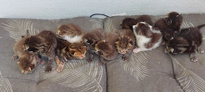 Main Coon Mix 