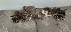 Main Coon Mix 