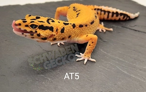 Leopardgecko Weibchen Afghan Tangerine 