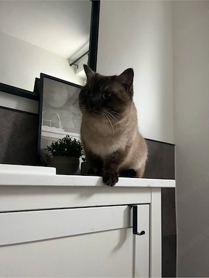 BKH Kater Britisch Kurzhaar 