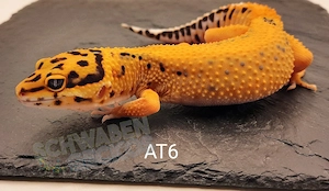 Leopardgecko Weibchen Afghan Tangerine 