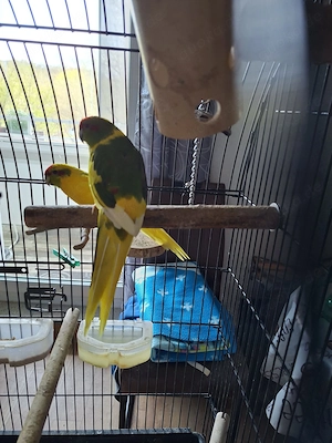 2 Ziegensittiche suchen ein neues Zuhause 