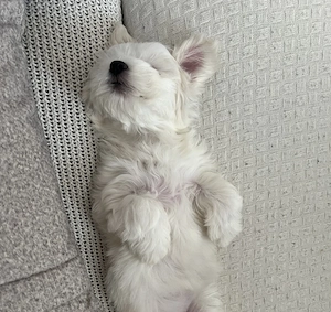 Malteser Bichon