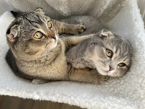 2 junge Kater suchen gemeinsames Zuhause 