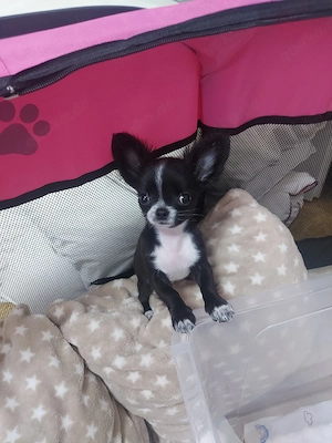 Chihuahua-Rüde 