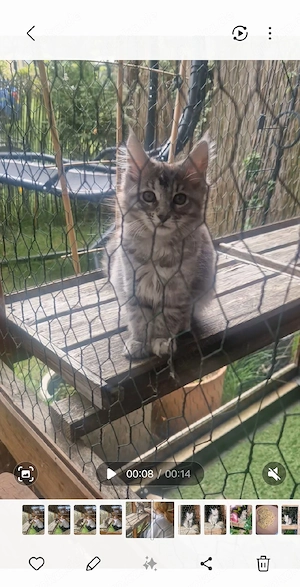 Reinrassiges Maine Coon Kitten "Mädchen"