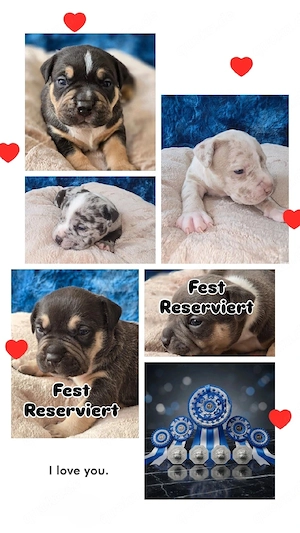 American Bully Welpen ABKC registriert | Top Abstammung