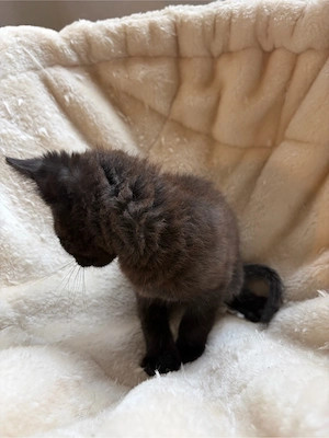 Kleiner Kater sucht ein liebevolles zuhause 