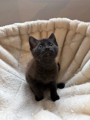Kleiner Kater sucht ein liebevolles zuhause  Bild 3