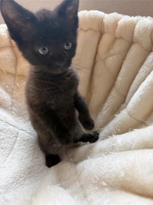Kleiner Kater sucht ein liebevolles zuhause  Bild 2