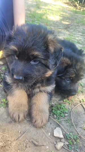 Deutsche Schäferhunde Welpen langhaare 