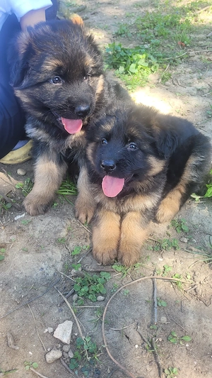 Deutsche Schäferhunde Welpen langhaare 