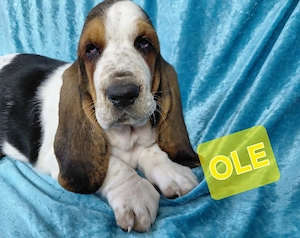 Süße Basset Hound Welpen suchen ab sofort