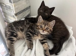 bkh kitten reinrassig auszugsbereit