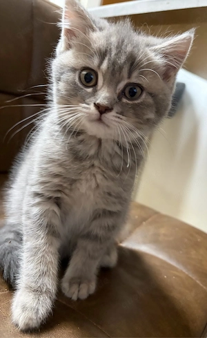 Bkh Kitten 