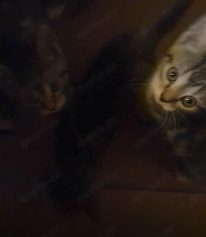 Katzen Babys zum Abgeben 