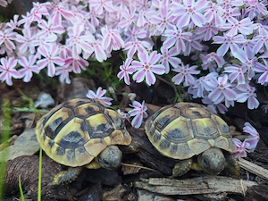 Griechische Landschildkröten noch Nachzuchten aus 2025 abzugeben