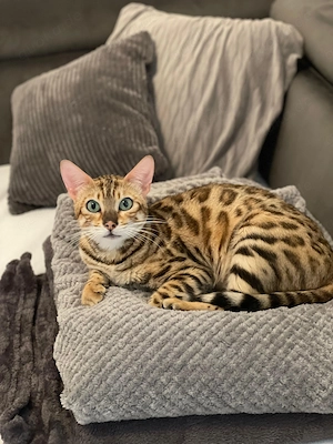 Reinrassige Bengalkatzen suchen ein neues Zuhause Bild 2