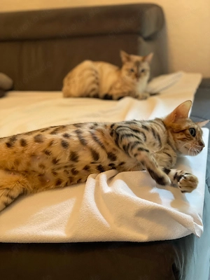 Reinrassige Bengalkatzen suchen ein neues Zuhause Bild 6