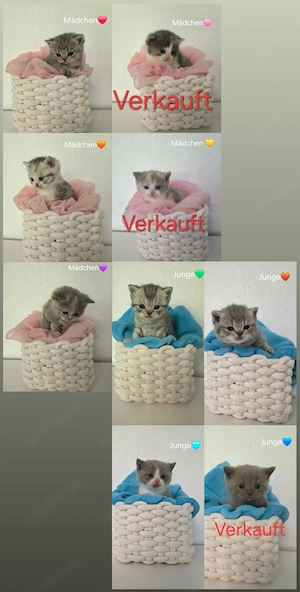 Bkh Kitten in wunderschönen Farben