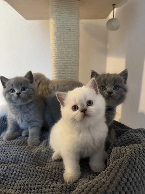 Britisch Kurzhaar Kätzchen   BKH Kitten