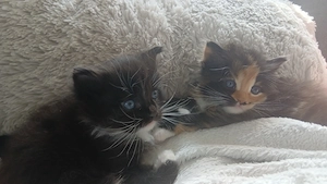 Perser-Ragdoll-Siebirische Waldkatze Mix und Papa Karthäuser