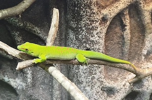 0,1 Madagaskar Tag Gecko 