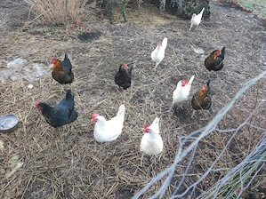 Robuste Hühner-Gruppe (Bovans & Leghorn)   3 Jahre alt