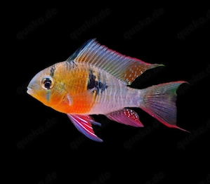 Bolivianische Schmetterlingsbuntbarsche Mikrogeophagus altispinosa  Bild 1