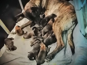 Malinois - X-herder Welpen 