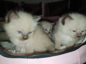 5 reinrassige Ragdoll Kitten suchen mit 12 Wochen einen lieben Dosenöffner 